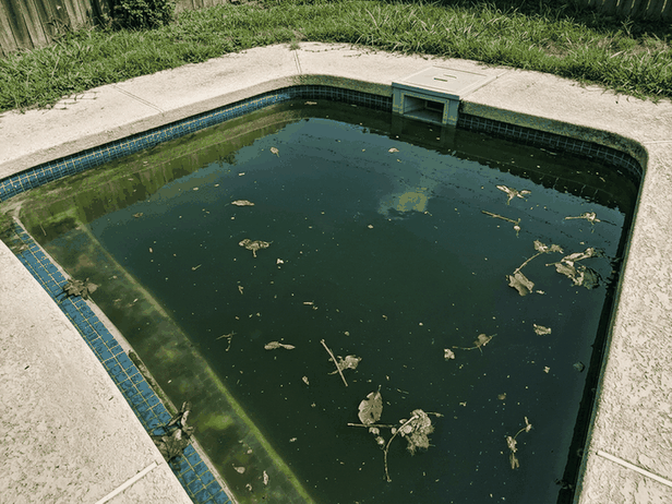 Nearly black swamp-green pool water with leaves floating