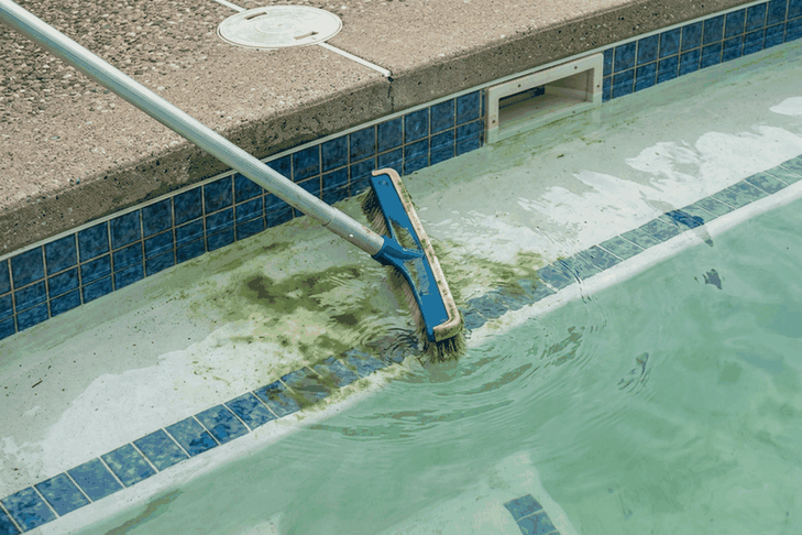 A pool brush on a long pole pushing green algae off a pool wall